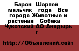 Барон (Шарпей), мальчик 3 года - Все города Животные и растения » Собаки   . Чукотский АО,Анадырь г.